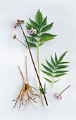 Valerian - Zweige, Blätter, Blüten und Wurzel