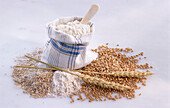 Wheat flour, wheat ears, wheat grains, and wheat groats