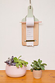 Note holder on wall, succulents in pots