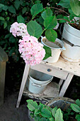 Rosa Hortensie (Hydrangea) auf weißem Vintage-Beistelltisch im Garten