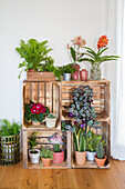 Various houseplants in pots on a shelf of wooden crates