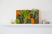 Succulents and moss display in a wooden box on a white shelf