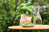Basil wine (for gastro-intestinal complaints) and fresh basil