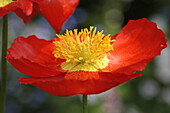 Poppy flowers