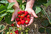 Hand holding freshly picked strawberries