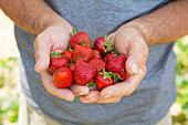 Hände halten frische Erdbeeren