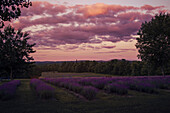 Blühendes Lavendelfeld am Abend