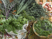 Five different kinds of kale