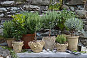 Various pots of herbs