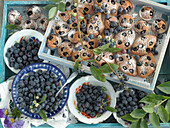 Blueberry branches and fresh blueberries in bowls