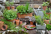 Herb pots in the garden