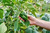 Crop anonymous male farmer picking green pepper in garden bed in summer day in countryside