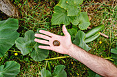 Male hand with snail on palm lying on green leaves of cucumbers in garden bed