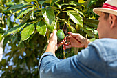 Person with pruning shears cutting off ripe avocado from tree branch during harvesting season in garden