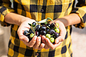 Man handful of fresh collected black and green olives standing in countryside