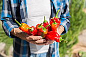Gardener in checkered shirt showing red sweet peppers while standing in sunny garden