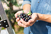 Man handful of fresh collected black and green olives standing in countryside