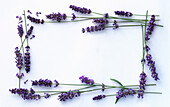Lavender flowers placed around the edge of the picture