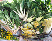 Asian cabbage: Chinese cabbage and various types of Bok Choy