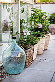 Demijohn and potted roses on terrace
