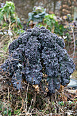 Cavolo nero (Brassica oleracea var. palmifolia) 'Nero di Toscana' in the garden