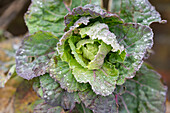 Savoy cabbage (viridia) in hoar frost (close up)