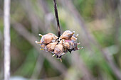 Knoblauch (Allium sativum) im Raureif