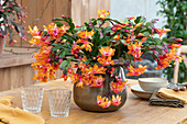 Christmas cactus (Schlumbergera hybr.) 'Christmas Flame' as table decoration