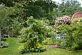 Romantic garden with blooming rose bushes and seating area