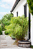 Gartenweg aus Kies und Trittplatten am Haus entlang mit Bambuspflanze und Fallrohr