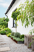 Gartenweg aus Kies und Trittplatten am Haus entlang mit Rabatten