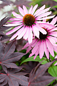 Coneflower (Echinacea), close-up