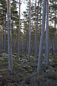 Svartadalen forest, Sweden