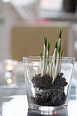 Spring bulbs in drinking glass