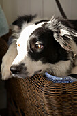 Sonnenbeschienener Hund im Hundekorb