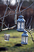 Lanterns hanging on tree branch