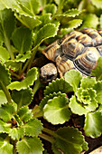 Schildkröte zwischen Pflanzen in Brighton, England, UK
