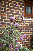 Flowering thistles on brick wall exterior of West Sussex home, England, UK