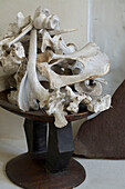 Sammlung von gereinigten Knochen auf einem Holzständer