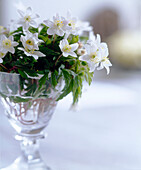 Nahaufnahme von weißen Hellebore-Blüten in Glasvase