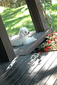 Pet dog sitting on gallery deck