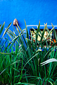 Plants at window of blue painted exterior