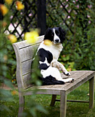 Black and white dog sits on garden bench