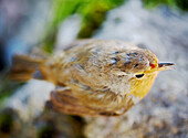 Bird perches on stone wall