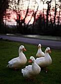 Vier Enten im Gras mit Sonnenuntergang hinter Bäumen