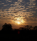 Sunset over winter trees