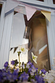 Summer flowers in window box with glass exterior