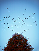 Flock of birds circle autumn tree