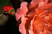 Rosa Rose und Rosenknospe