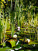 Seerosen auf einem Teich in Yorkshire